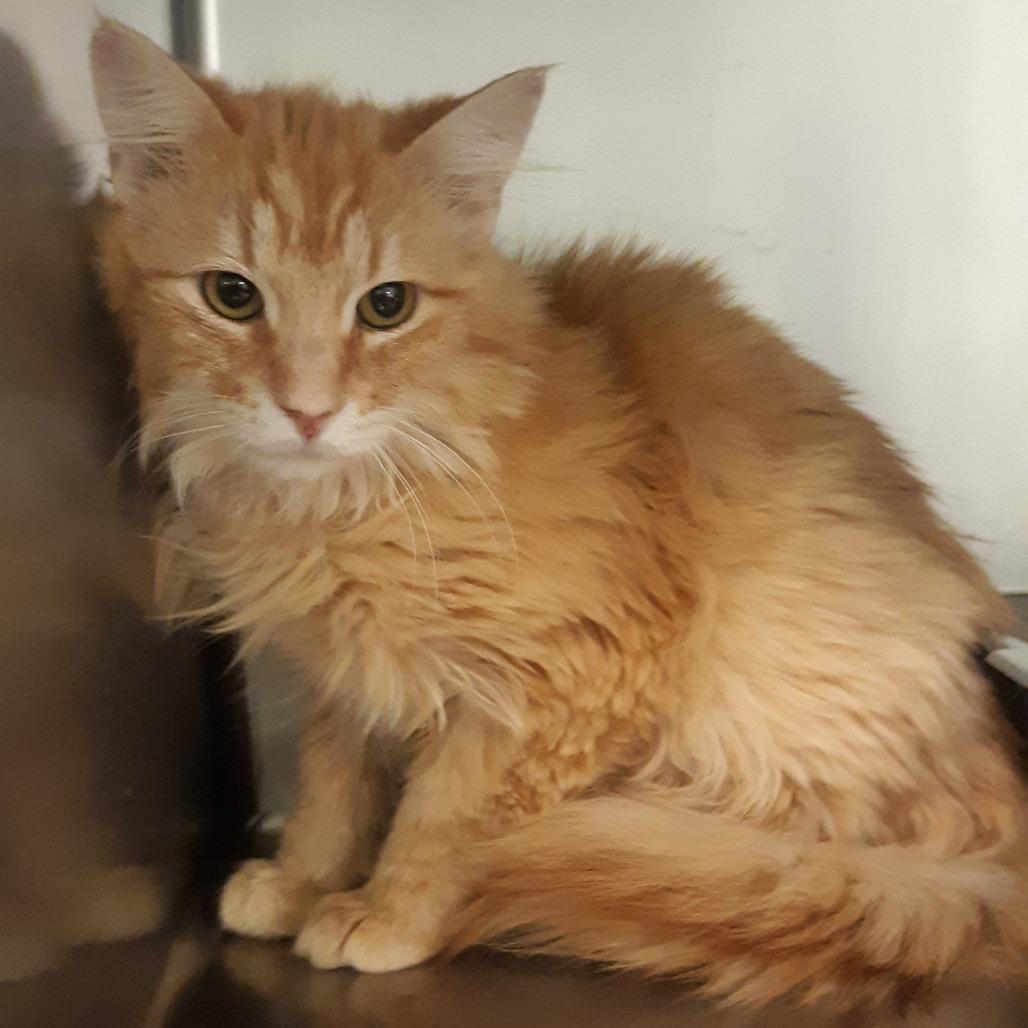 Enlarge Goldy, a Adoptable Domestic Medium Hair in Spokane, WA image 2/2