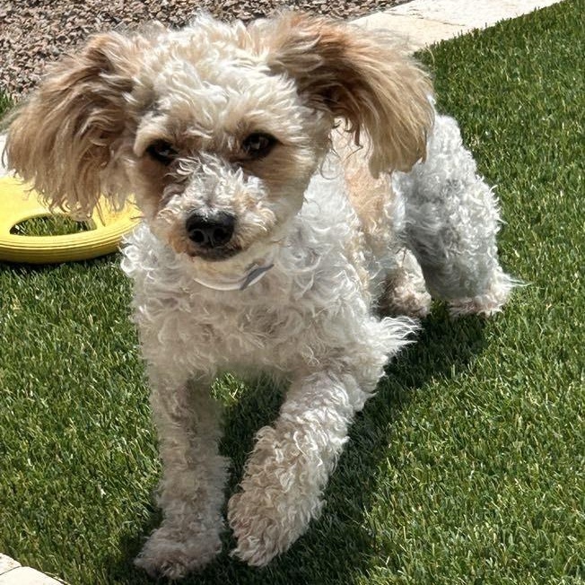 MUFFIE , ADOPTABLE, Adult Female Miniature Poodle.