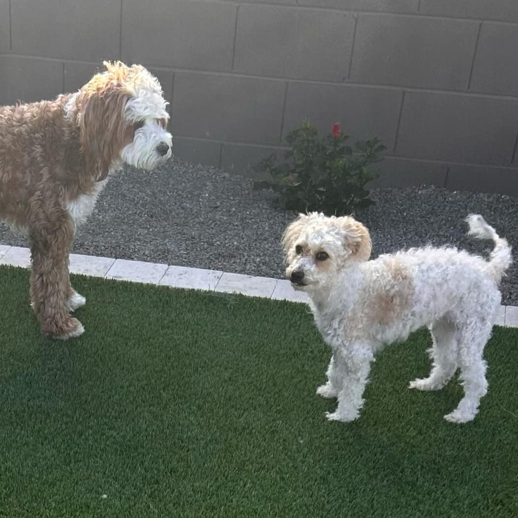 Enlarge MUFFIE , an adoption pending Miniature Poodle in Marana, AZ image 3/4