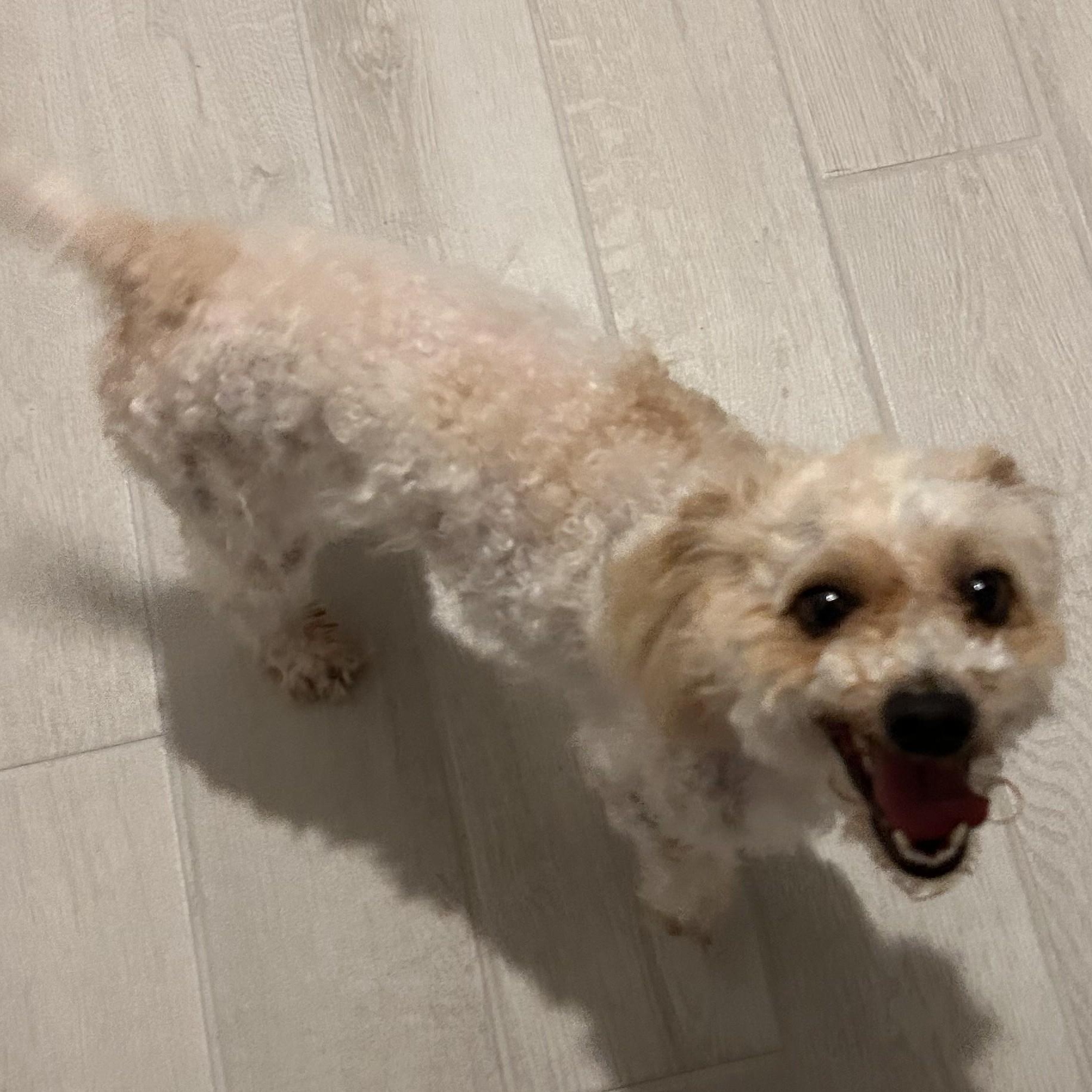 Enlarge MUFFIE , an adoption pending Miniature Poodle in Marana, AZ image 2/4