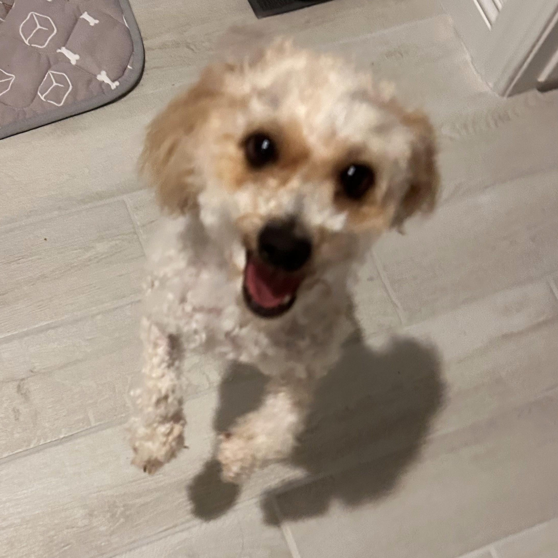 Enlarge MUFFIE , an adoption pending Miniature Poodle in Marana, AZ image 4/4