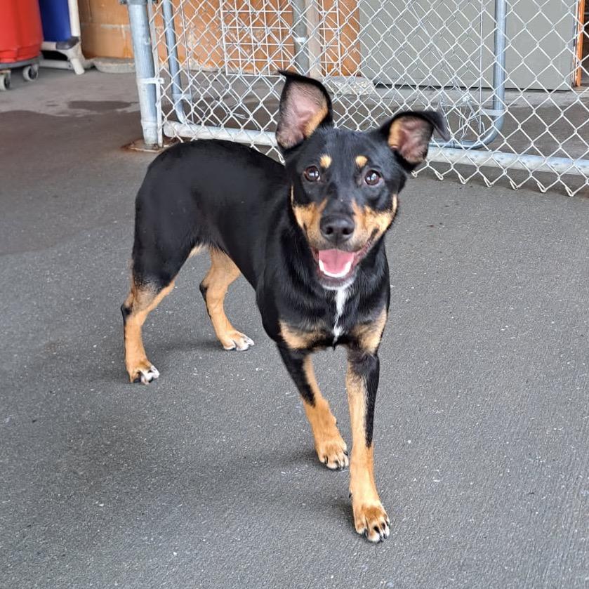 Enlarge Truffles, a Adoptable Mixed Breed in Pensacola, FL image 1/2