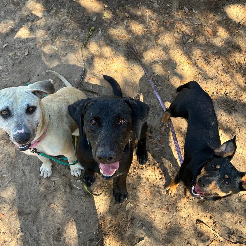 Enlarge Truffles, a Adoptable Mixed Breed in Pensacola, FL image 2/3
