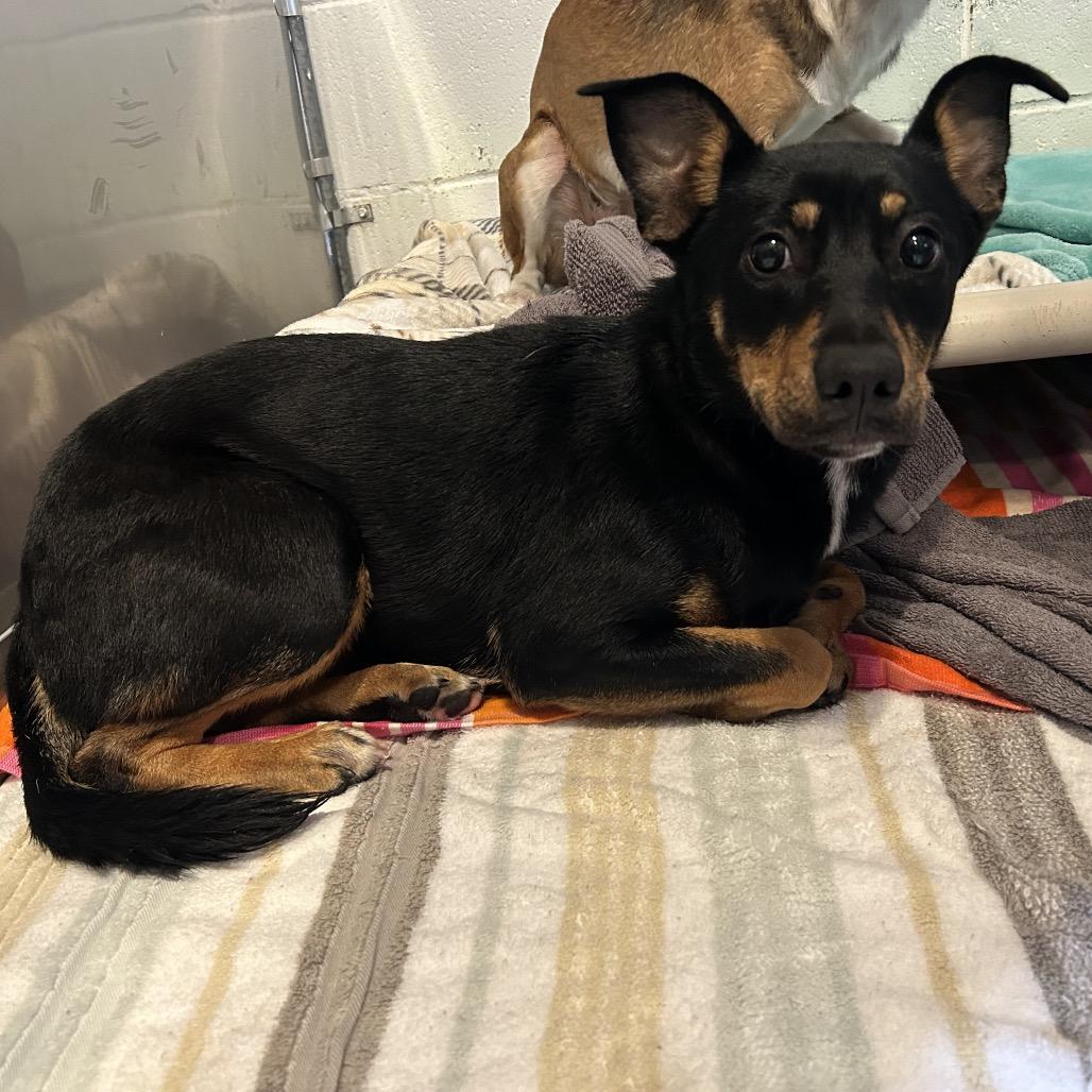 Enlarge Truffles, a Adoptable Mixed Breed in Pensacola, FL image 2/2