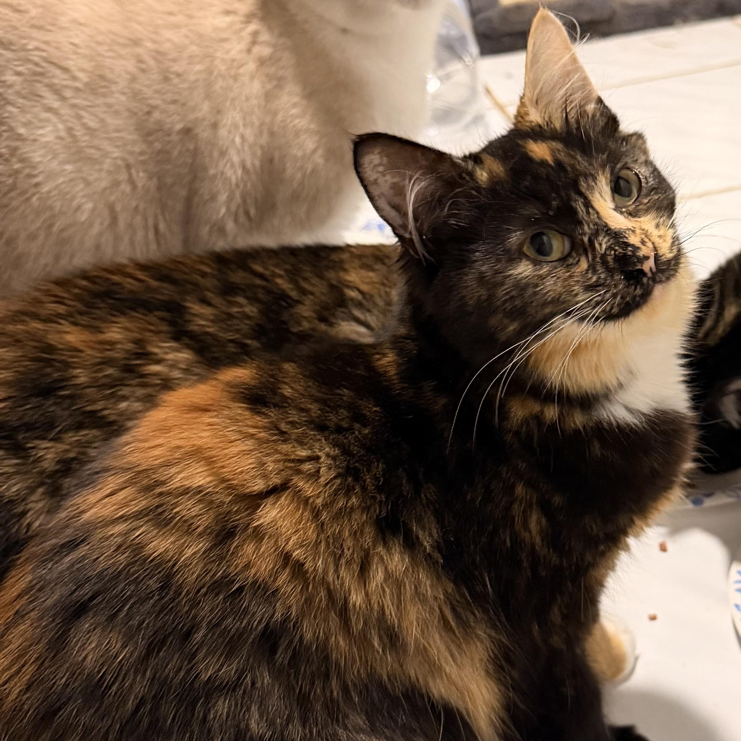 Minnie, Adoptable, Kitten Female Calico.