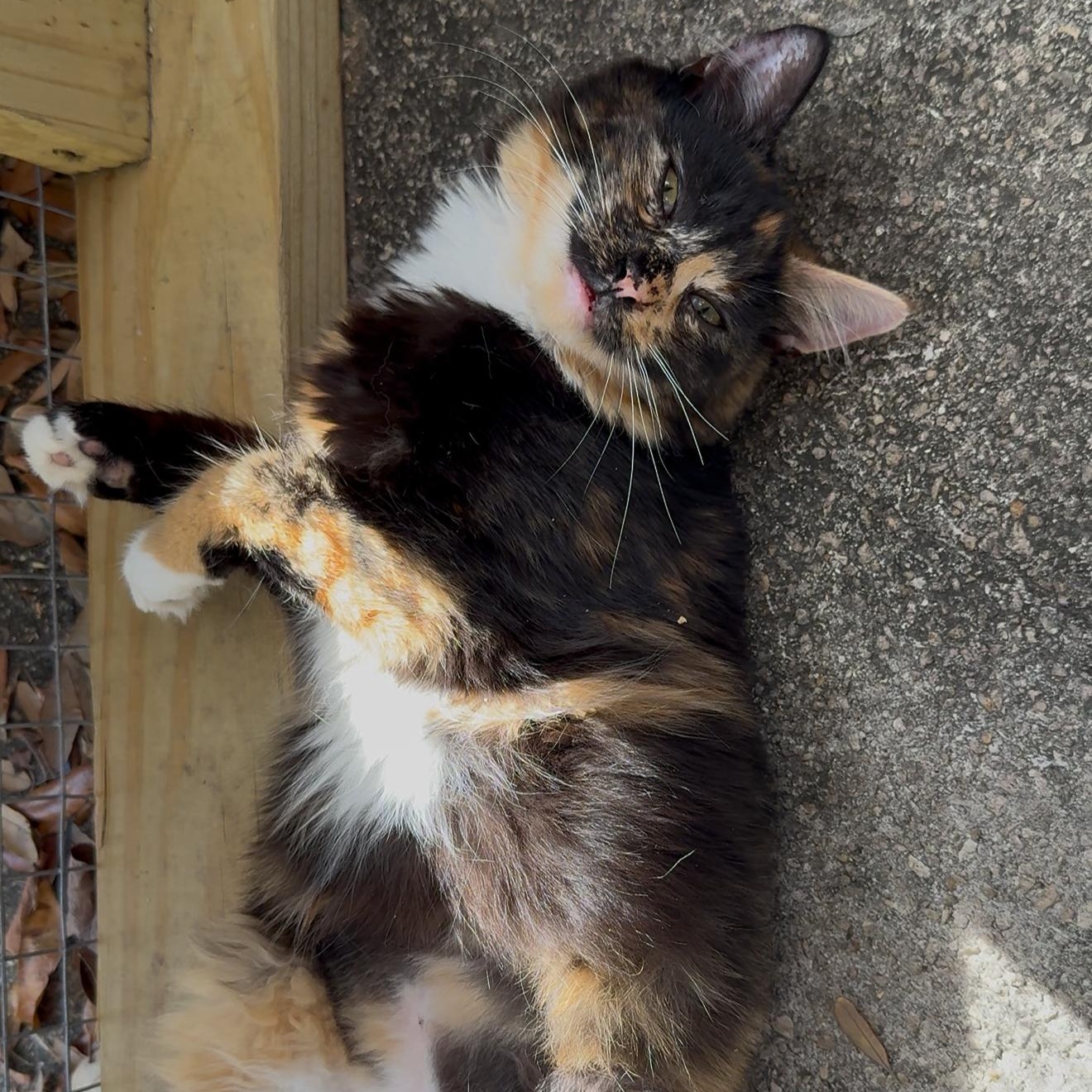 Enlarge Minnie, a Adoptable mixed breed in Poughkeepsie, NY image 3/3