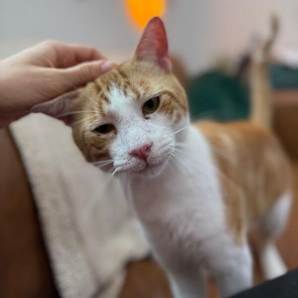 Jelly Roll — thumbnail 2