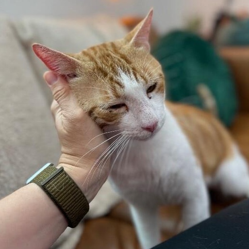 Jelly Roll — thumbnail 3