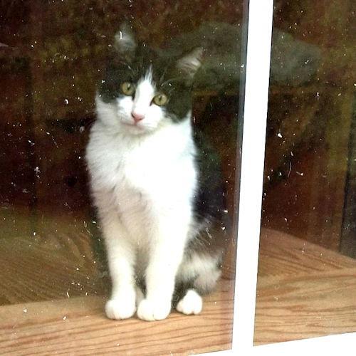 Enlarge Bandit, a Adoptable Domestic Medium Hair in Rutherfordton, NC image 1/3