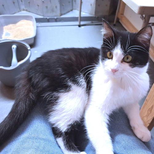 Enlarge Bandit, a Adoptable Domestic Medium Hair in Rutherfordton, NC image 2/3