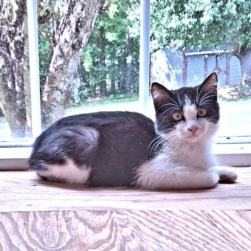 Enlarge Bandit, a Adoptable Domestic Medium Hair in Rutherfordton, NC image 3/3