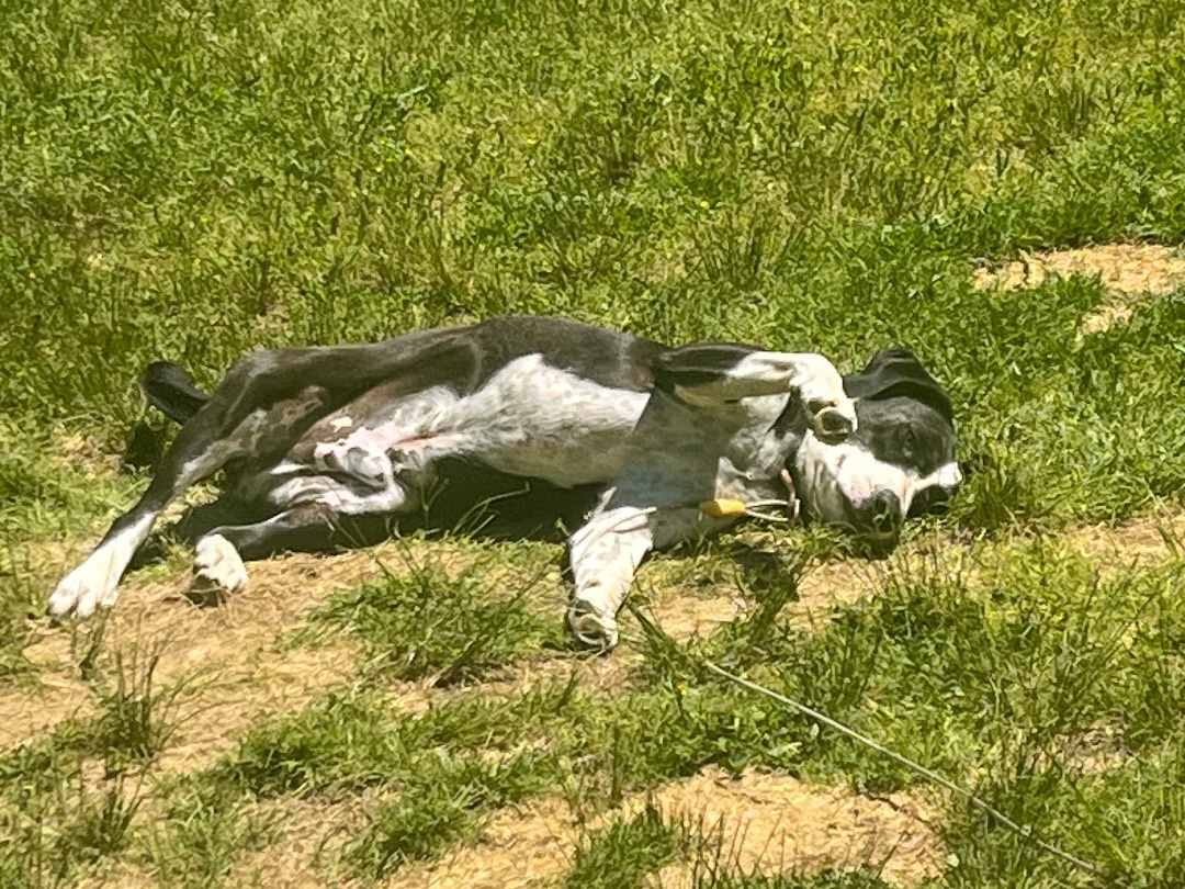 Jeb - My adoption fee has been sponsored!, adoptable, Adult Male Hound & Terrier.