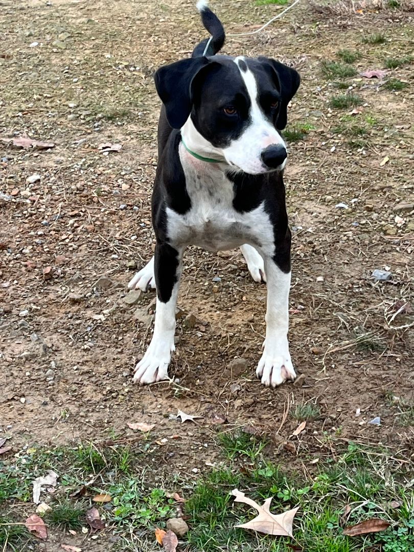 Enlarge Jeb - My adoption fee has been sponsored!, a hold mixed breed in Martinsburg, WV image 3/5