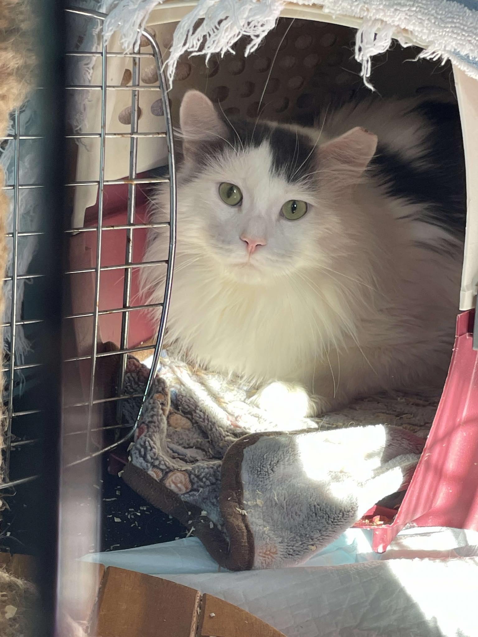 Dante, Adopted, Young Male Domestic Long Hair.