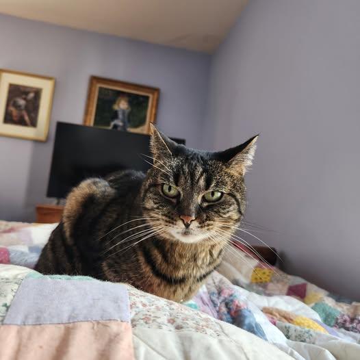 Enlarge Luna, a Adoptable Domestic Short Hair in Great Mills, MD image 1/1