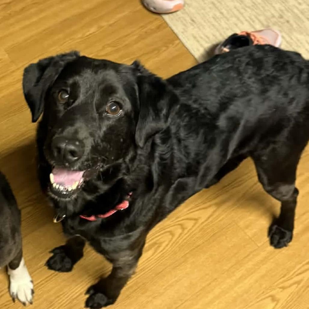 Czech, a Adoptable mixed breed in Norfolk, NE image 1/2