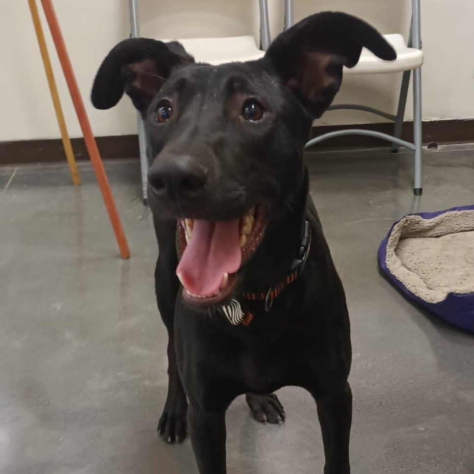 Yesca, Adoptable, Puppy Female Greyhound.