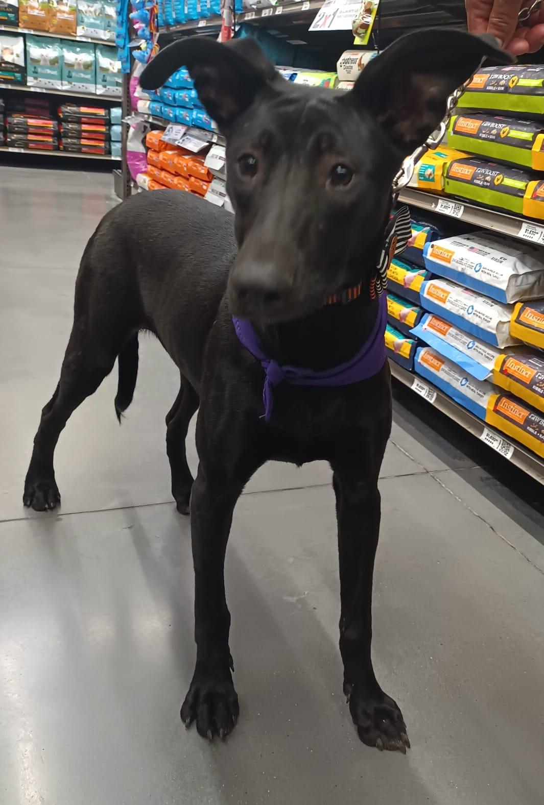 Enlarge Yesca, a Adoptable mixed breed in San Diego, CA image 4/6