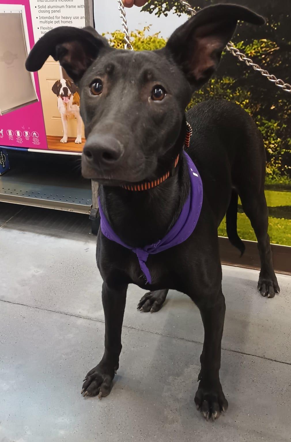 Enlarge Yesca, a Adoptable mixed breed in San Diego, CA image 2/6