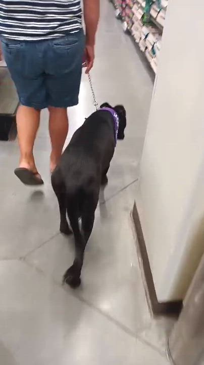 Enlarge Yesca, a Adoptable mixed breed in San Diego, CA video 6/6