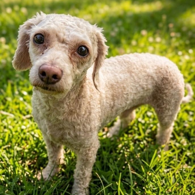 Enlarge Highway 5020, a Adoptable mixed breed in Boca Raton, FL image 2/2