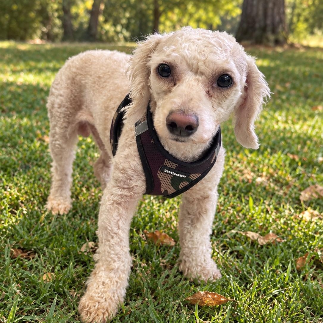 Highway 5020, Adoptable, Young Male Poodle.