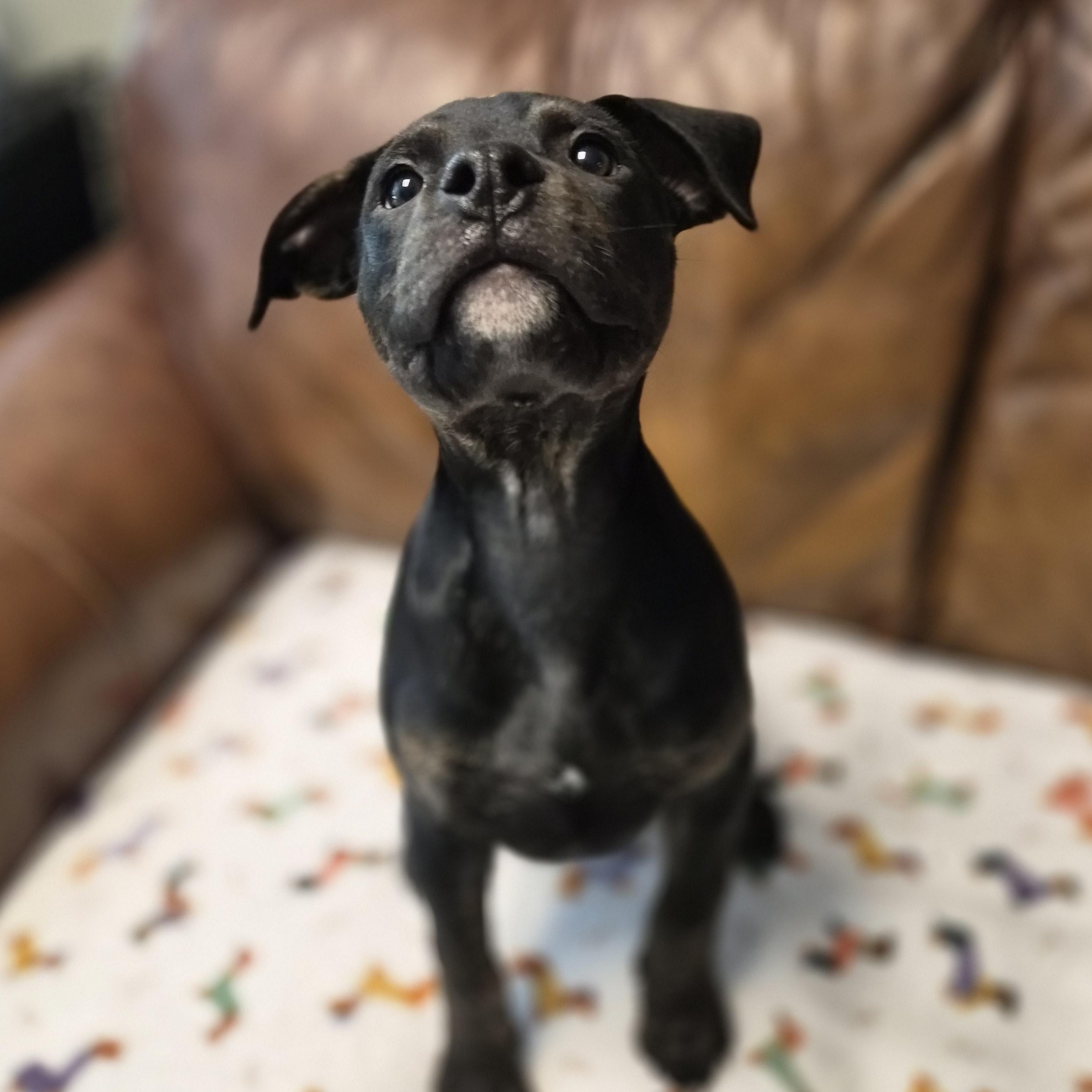TJ, ADOPTABLE, Puppy Male Rottweiler & Pit Bull Terrier.