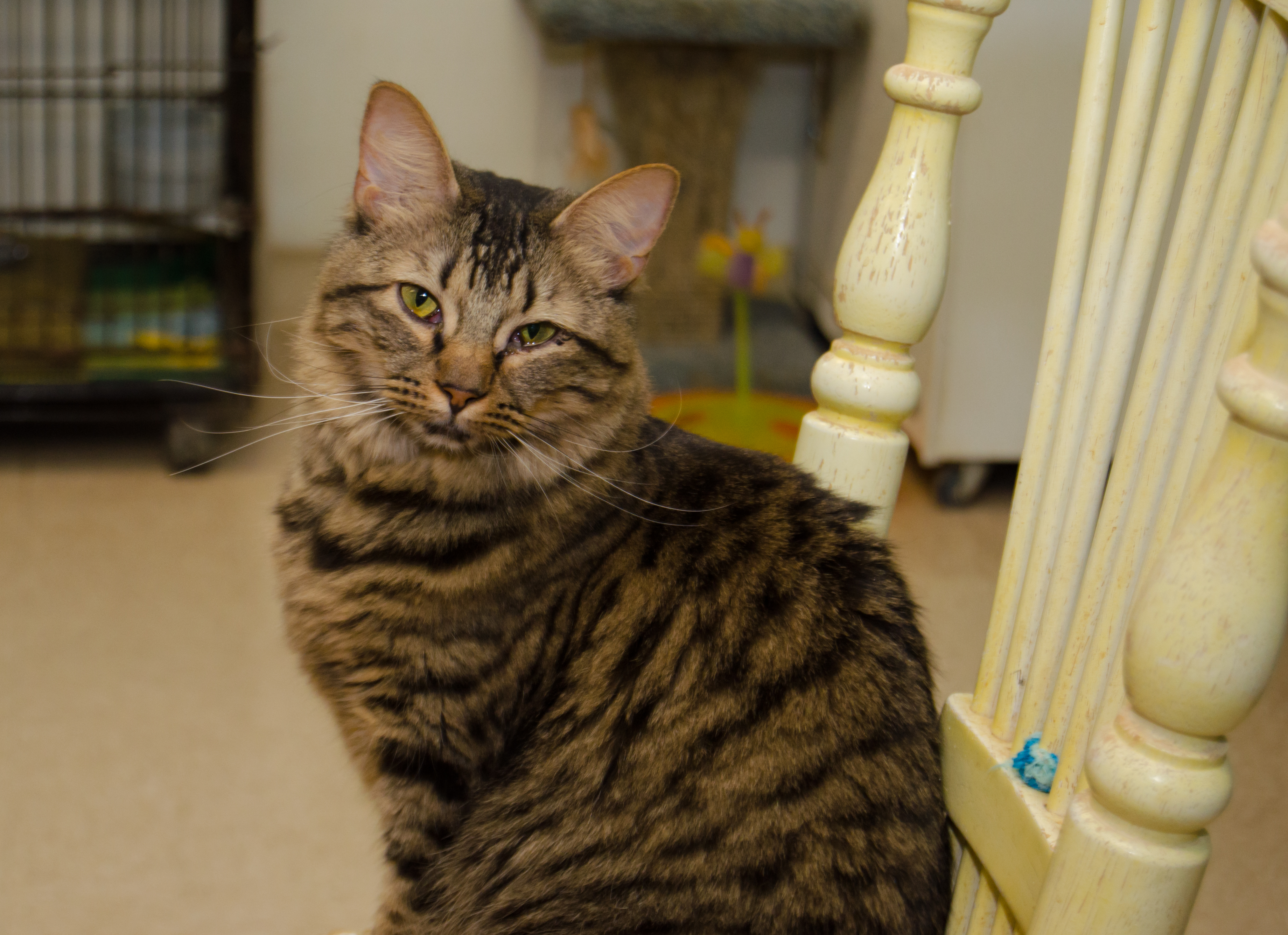 Moxie, Adoptable, Adult Female Domestic Short Hair.