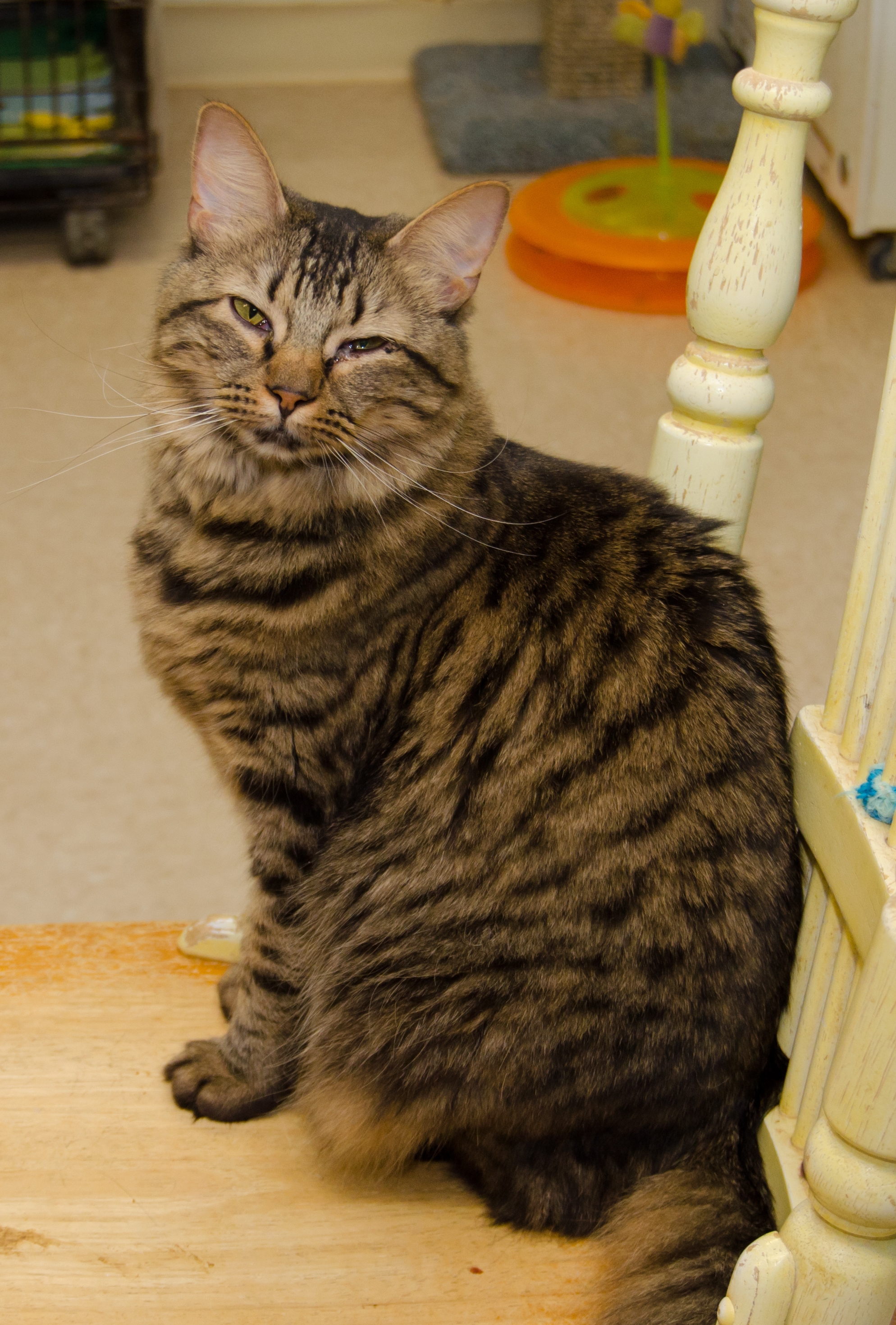 Enlarge Moxie, a Adoptable Domestic Short Hair in Myrtle Beach, SC image 2/4