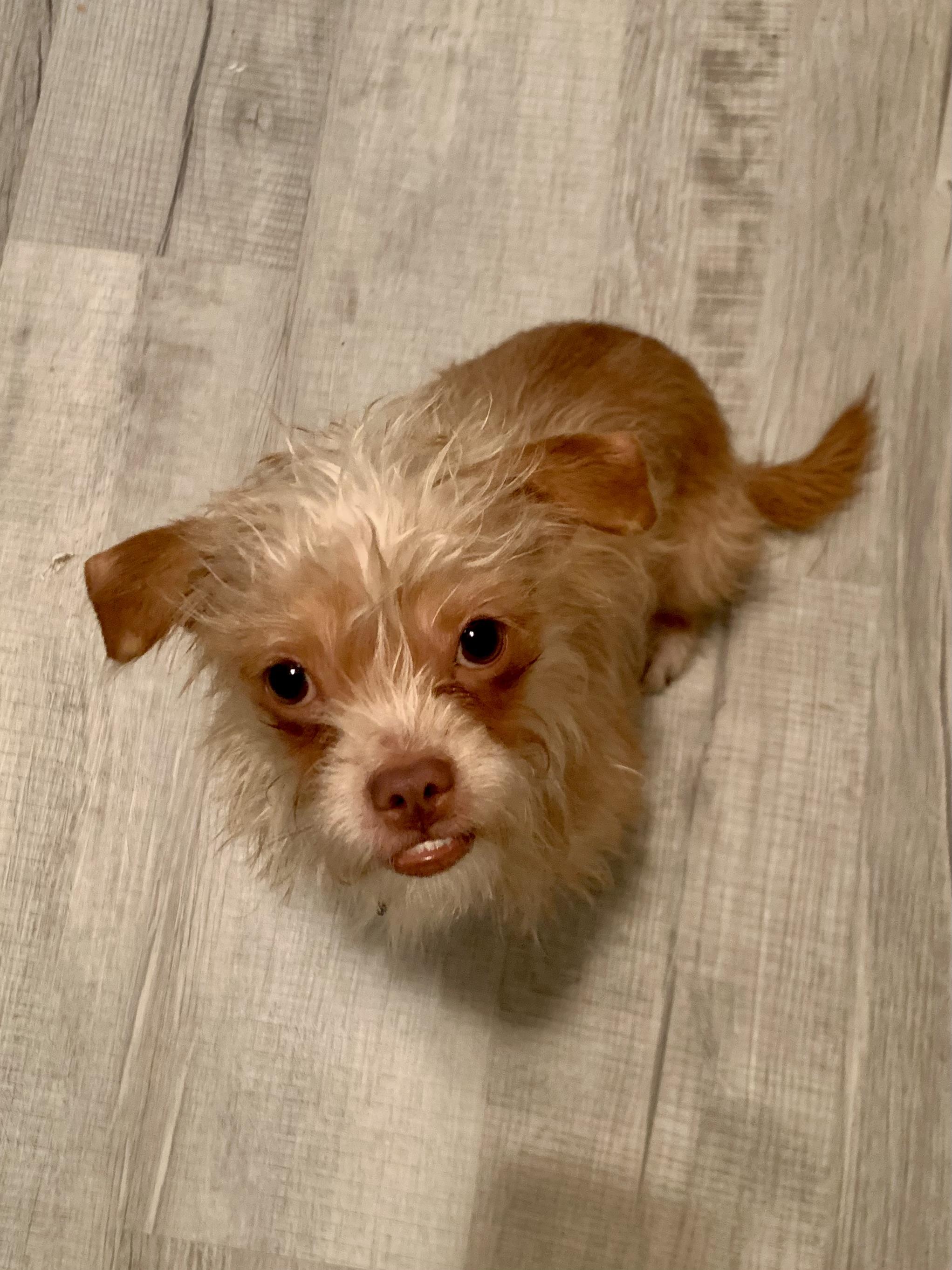 Bisquit, Baby Male Yorkshire Terrier