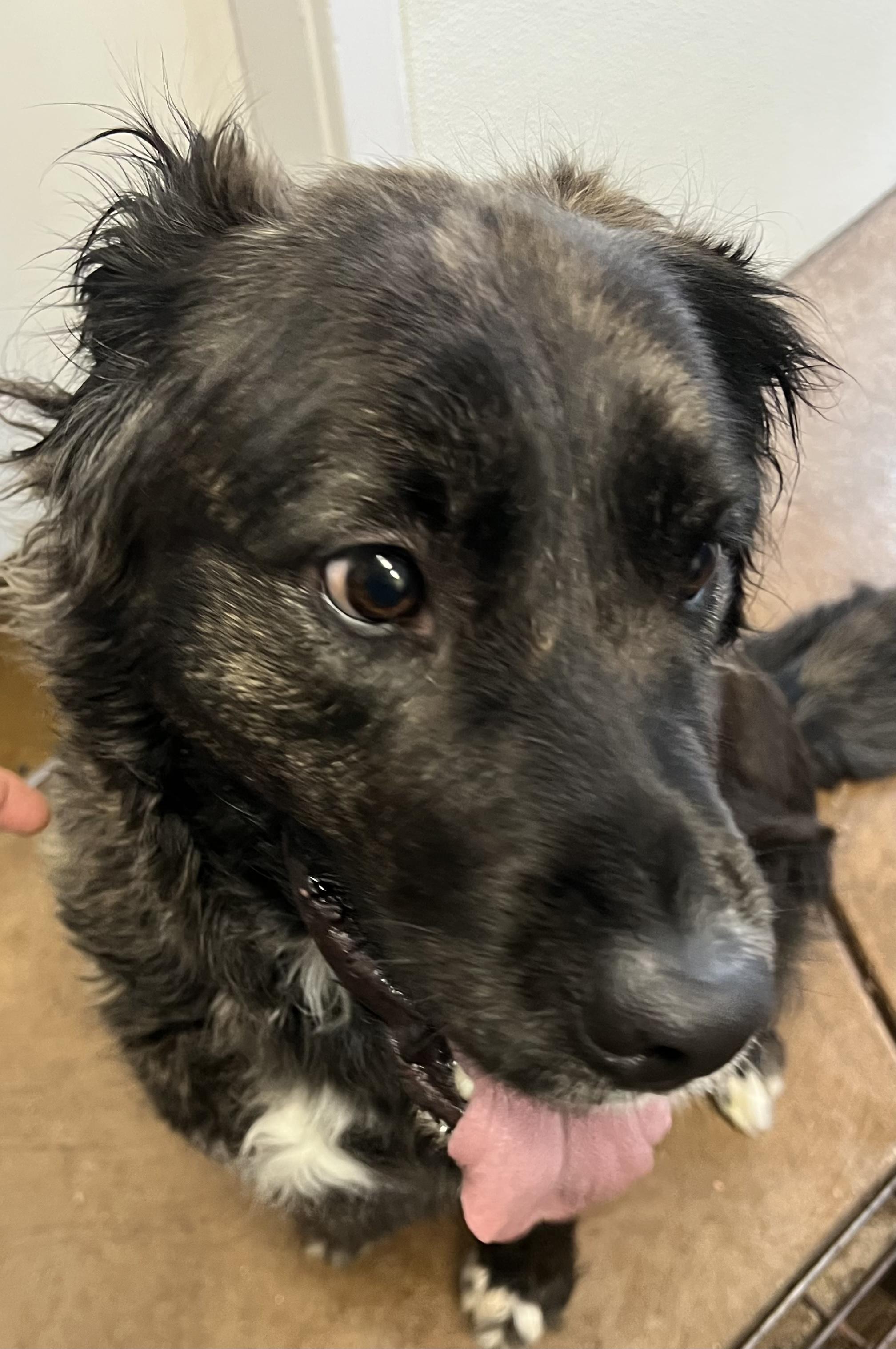 Joplin, a ADOPTABLE mixed breed in Estes Park, CO image 3/4