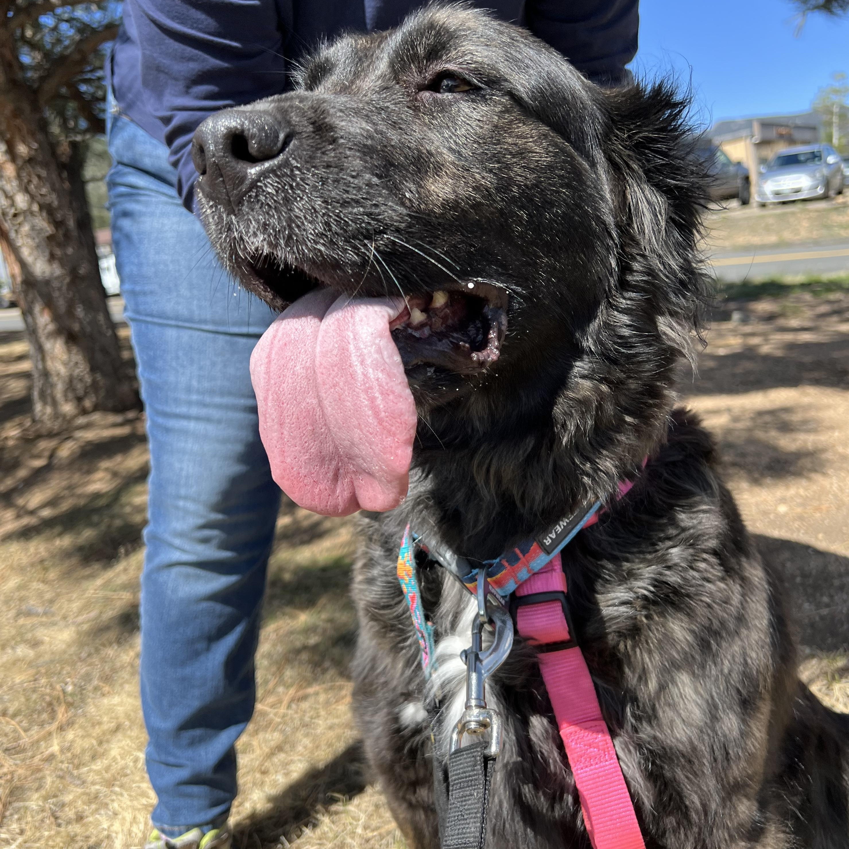 Joplin, a ADOPTABLE mixed breed in Estes Park, CO image 4/4