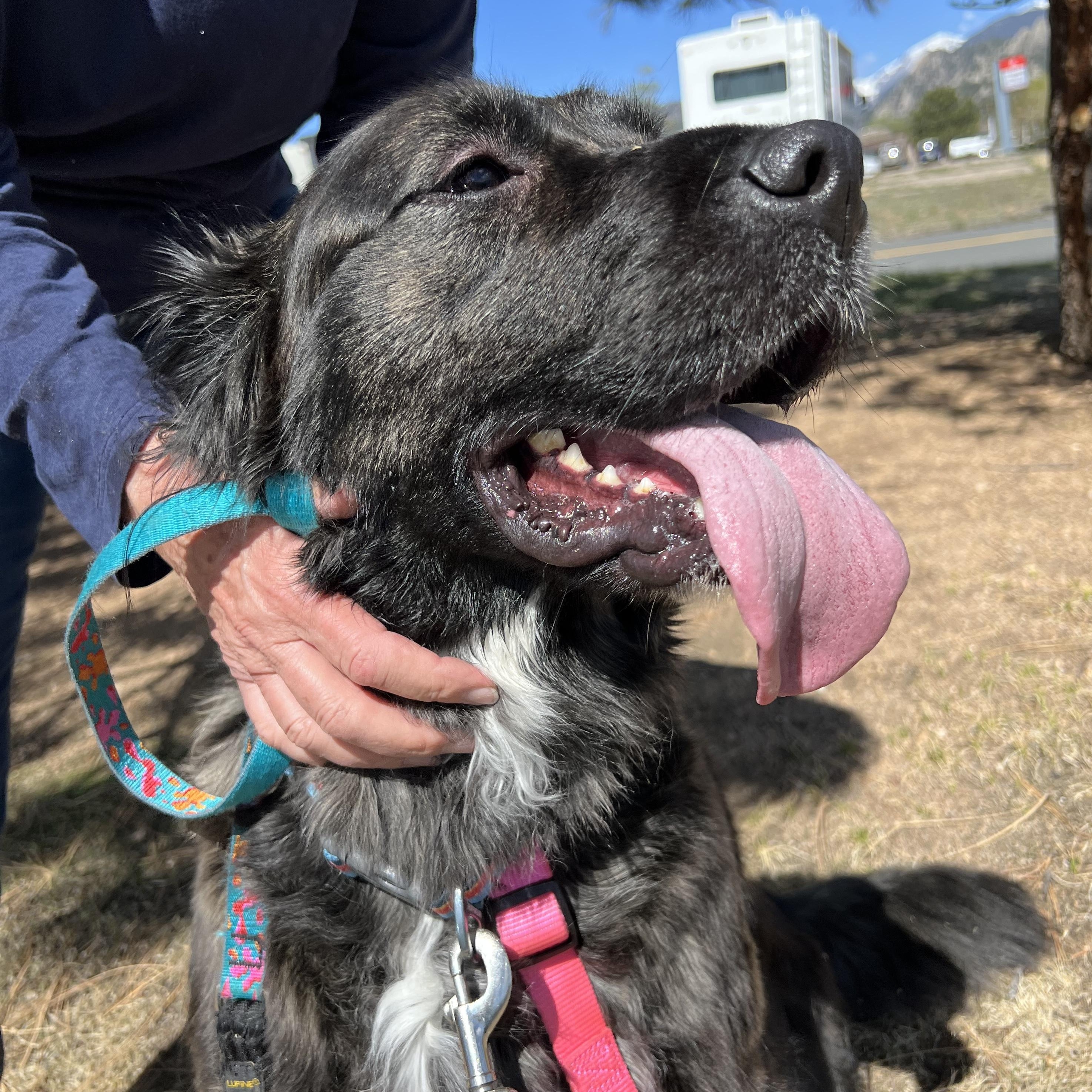 Joplin, ADOPTABLE, Adult Female Anatolian Shepherd & Golden Retriever.