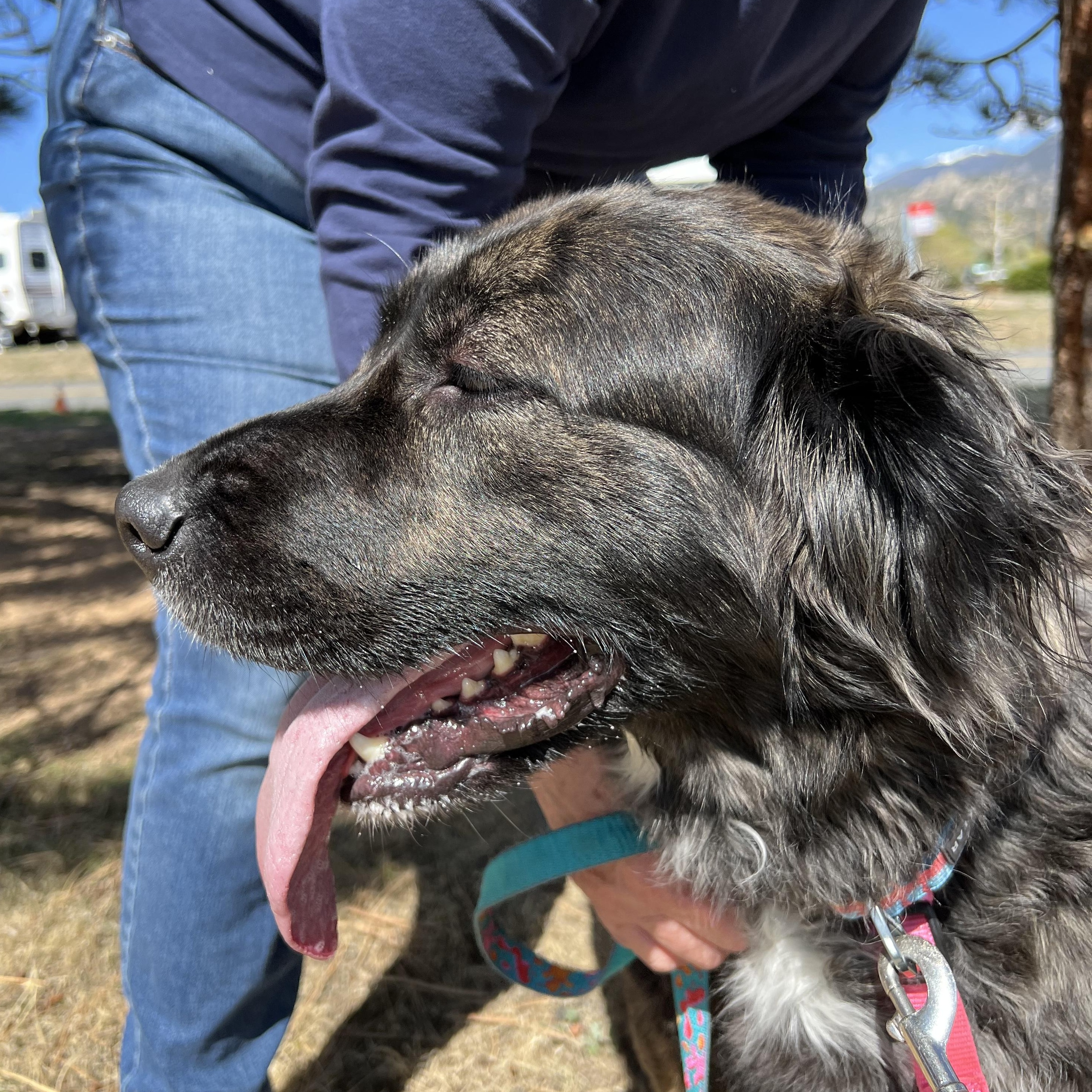 Joplin, a ADOPTABLE mixed breed in Estes Park, CO image 2/4