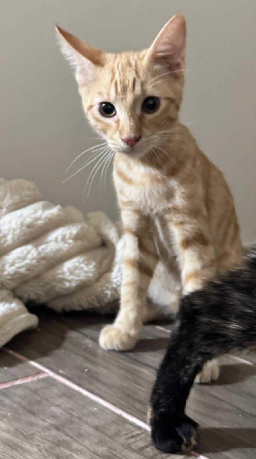 Enlarge Hubert, a Adopted Domestic Short Hair in Oceanside, CA image 1/1