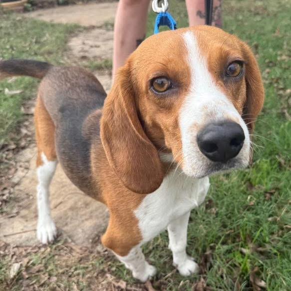 Oliver, a Adoptable Beagle in New Albany, OH image 2/4