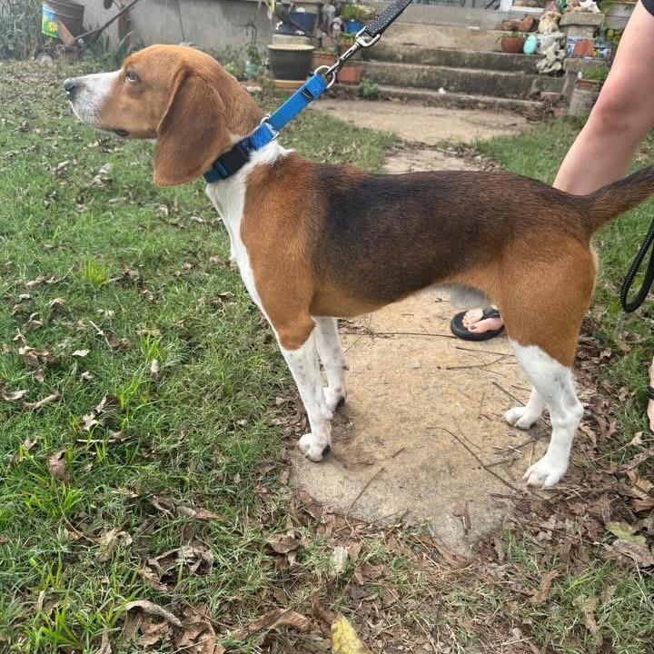 Oliver, a Adoptable Beagle in New Albany, OH image 3/4