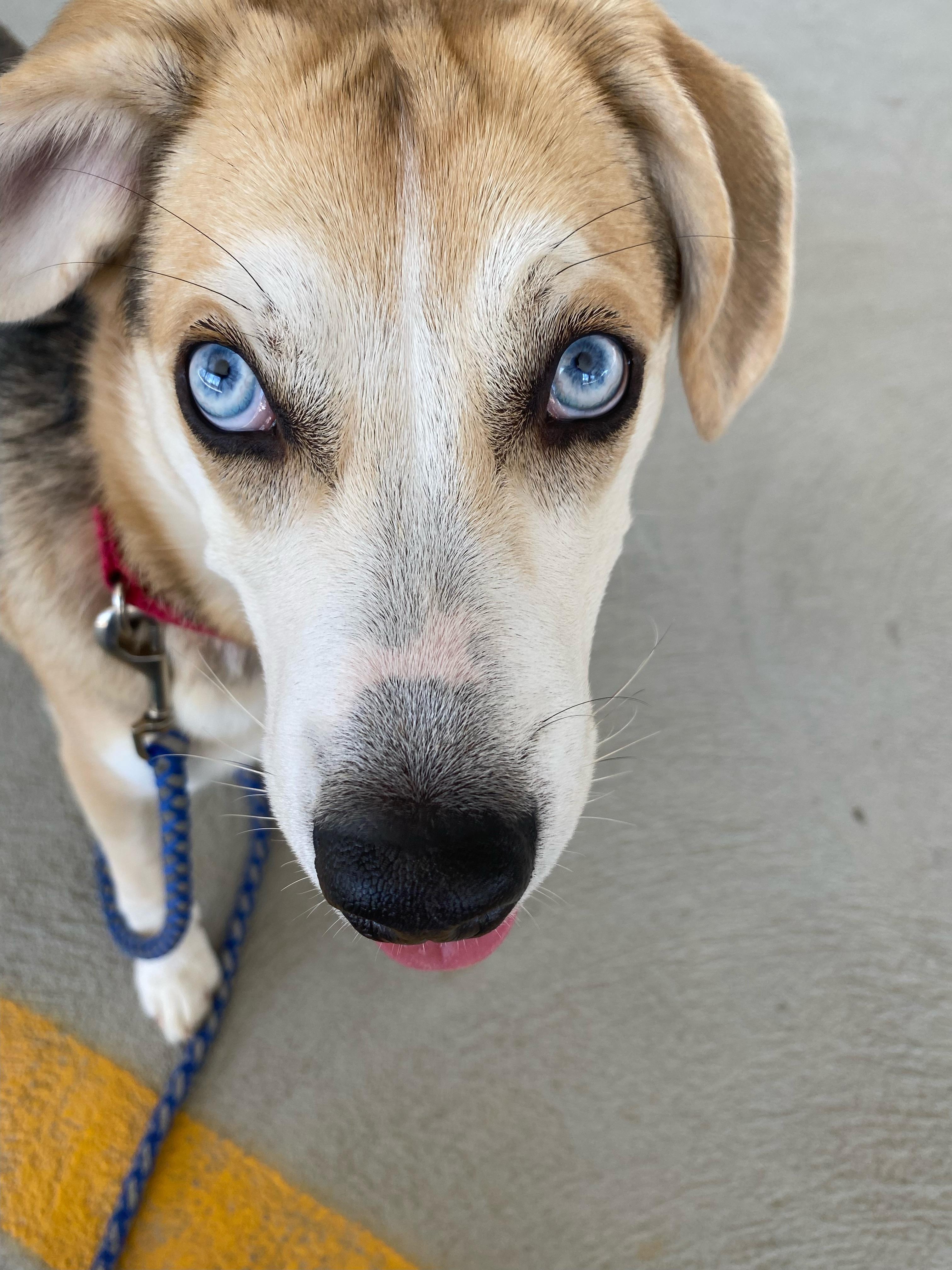 Apollo - Beagle / Mixed Breed