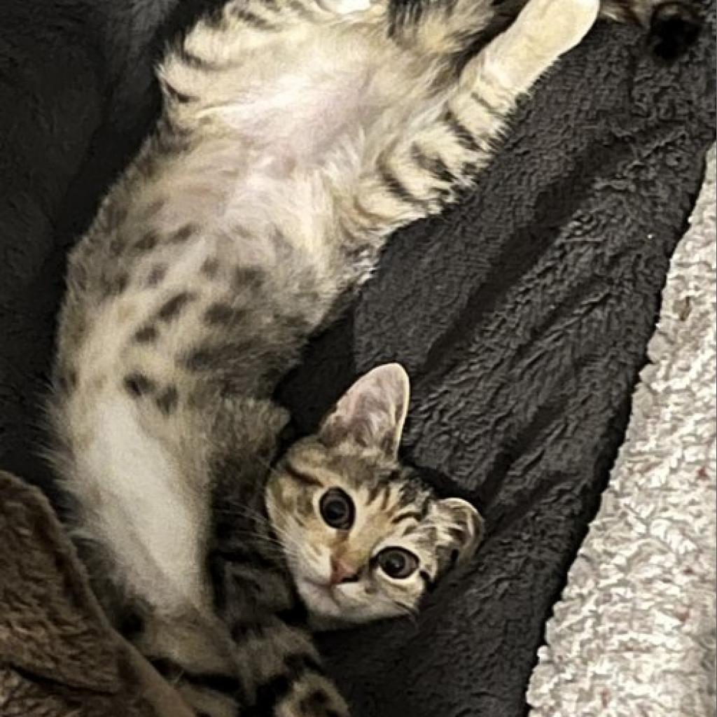 Zulu, Adoptable, Adult Female Domestic Short Hair.