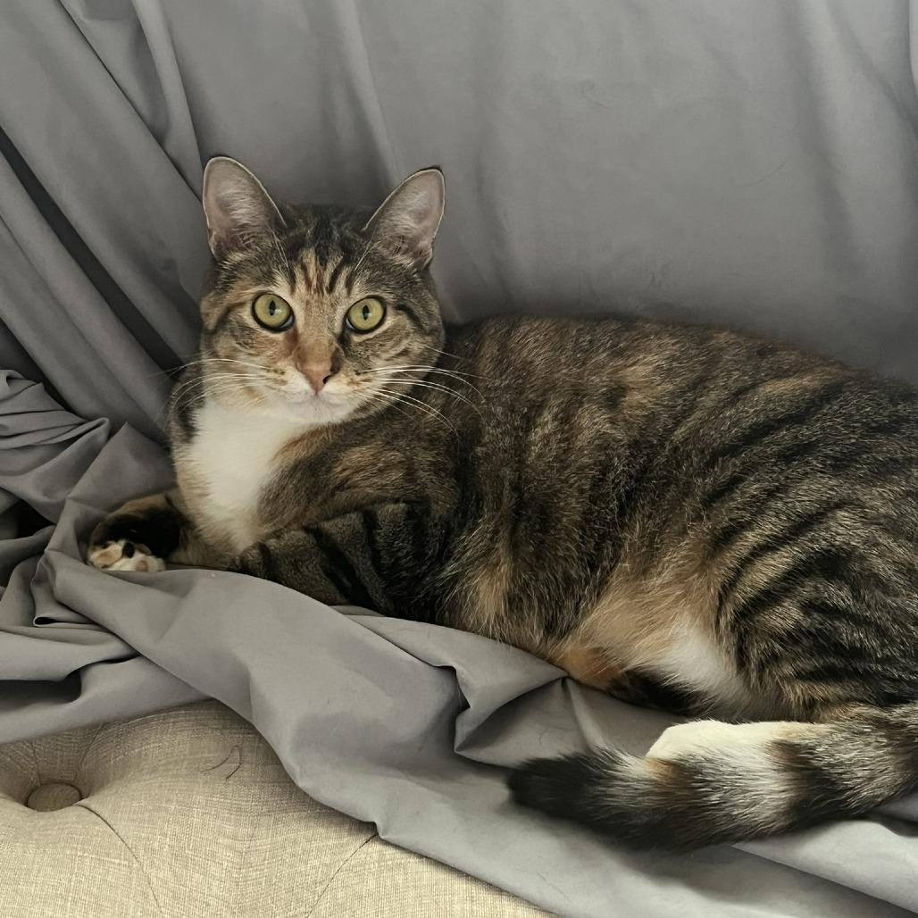 Zulu, a Adoptable Domestic Short Hair in Waxhaw, NC image 2/6