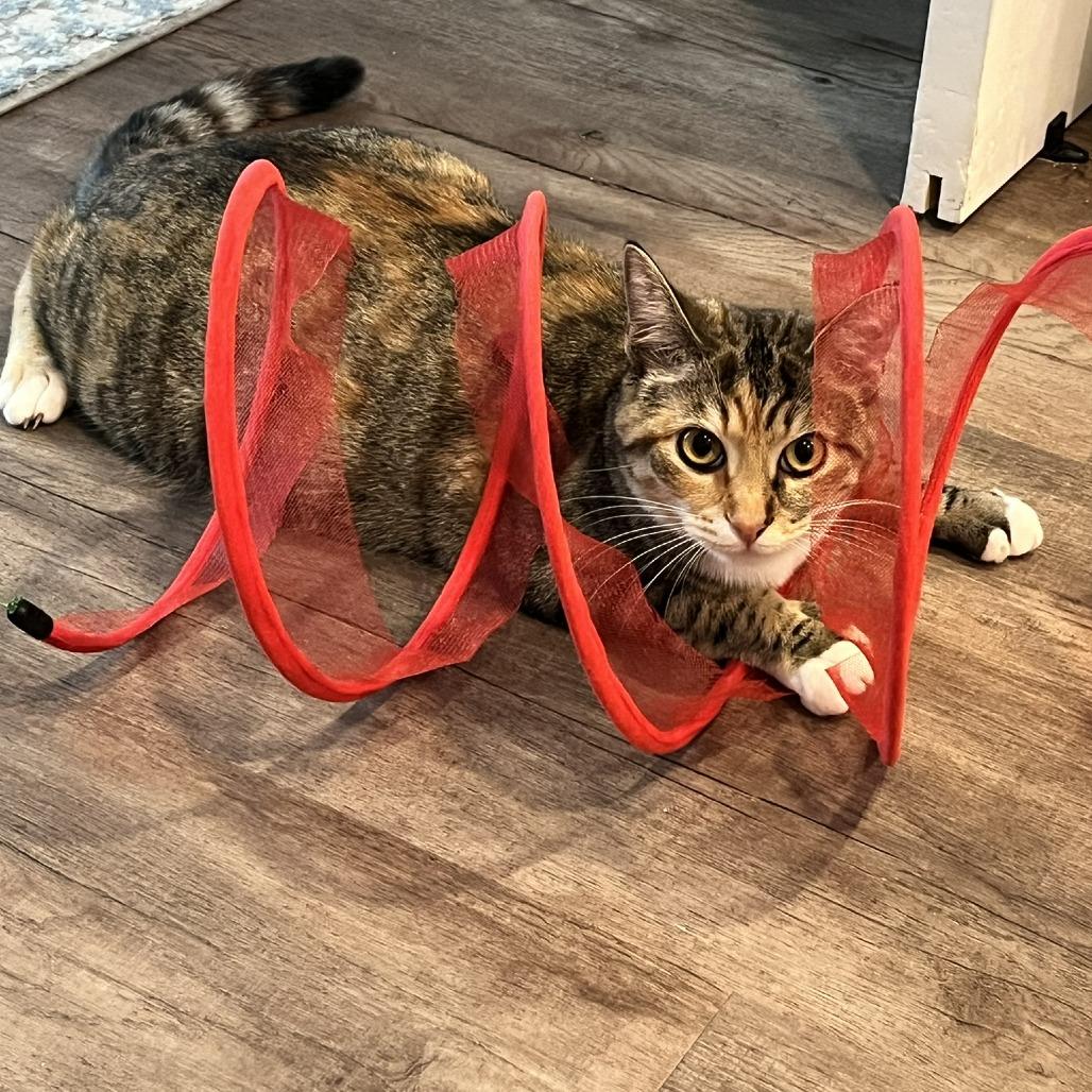 Zulu, a Adoptable Domestic Short Hair in Waxhaw, NC image 3/6