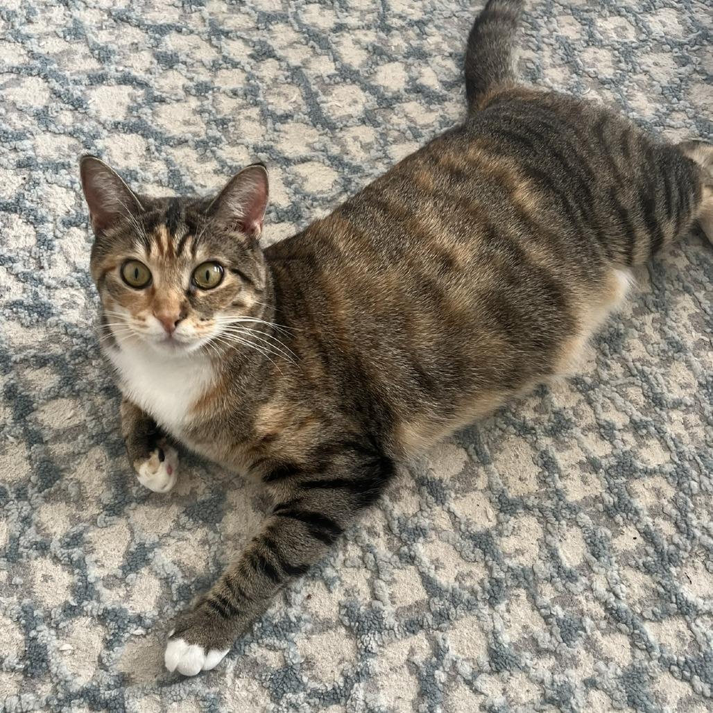 Zulu, a Adoptable Domestic Short Hair in Waxhaw, NC image 4/6