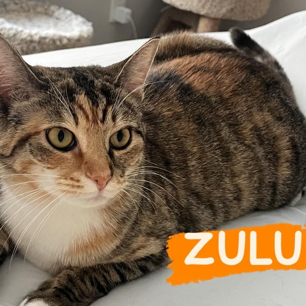 Zulu, a Adoptable Domestic Short Hair in Waxhaw, NC image 6/6