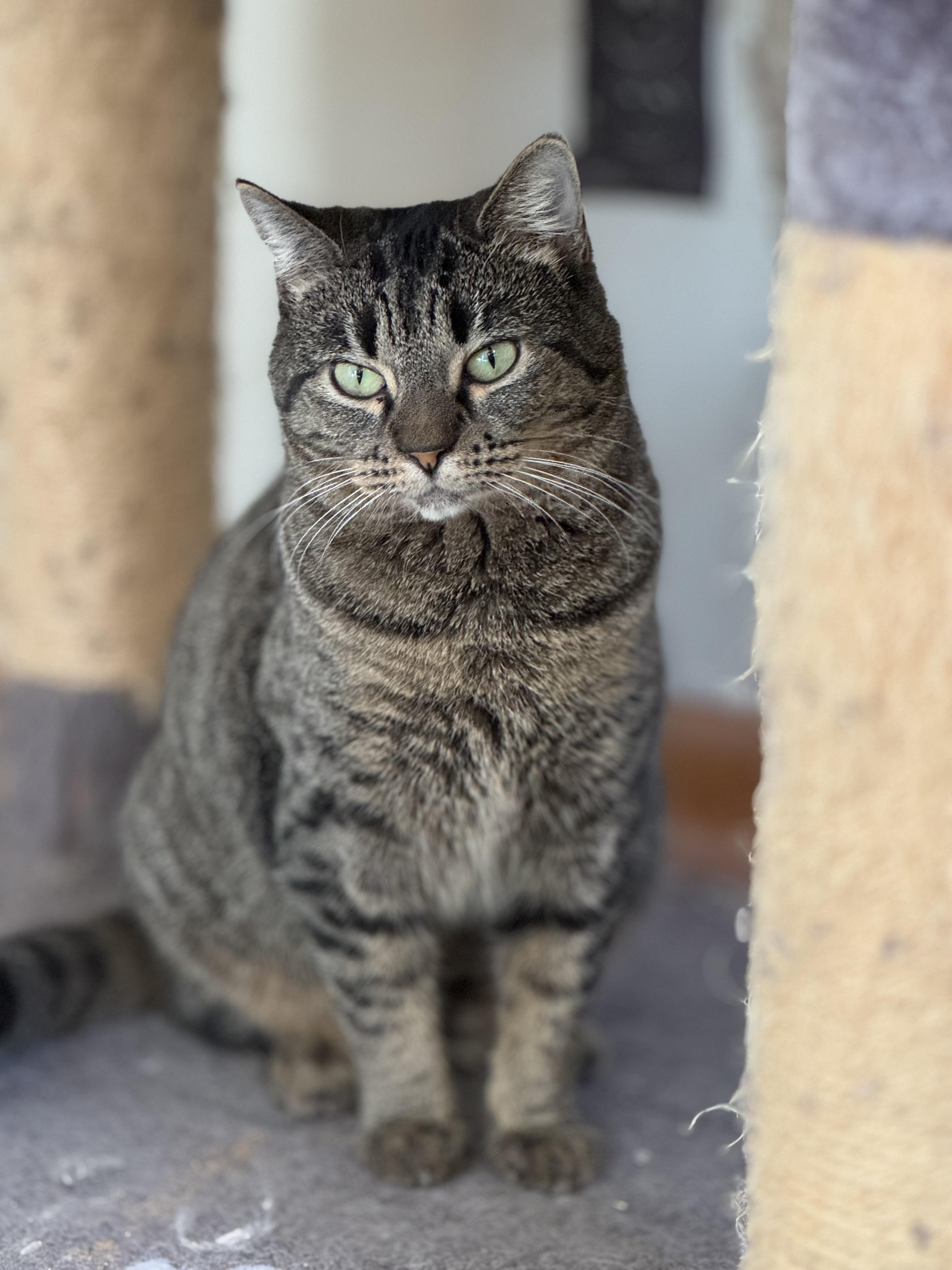 Arwen, a Adoptable mixed breed in Lynchburg, TN image 1/6