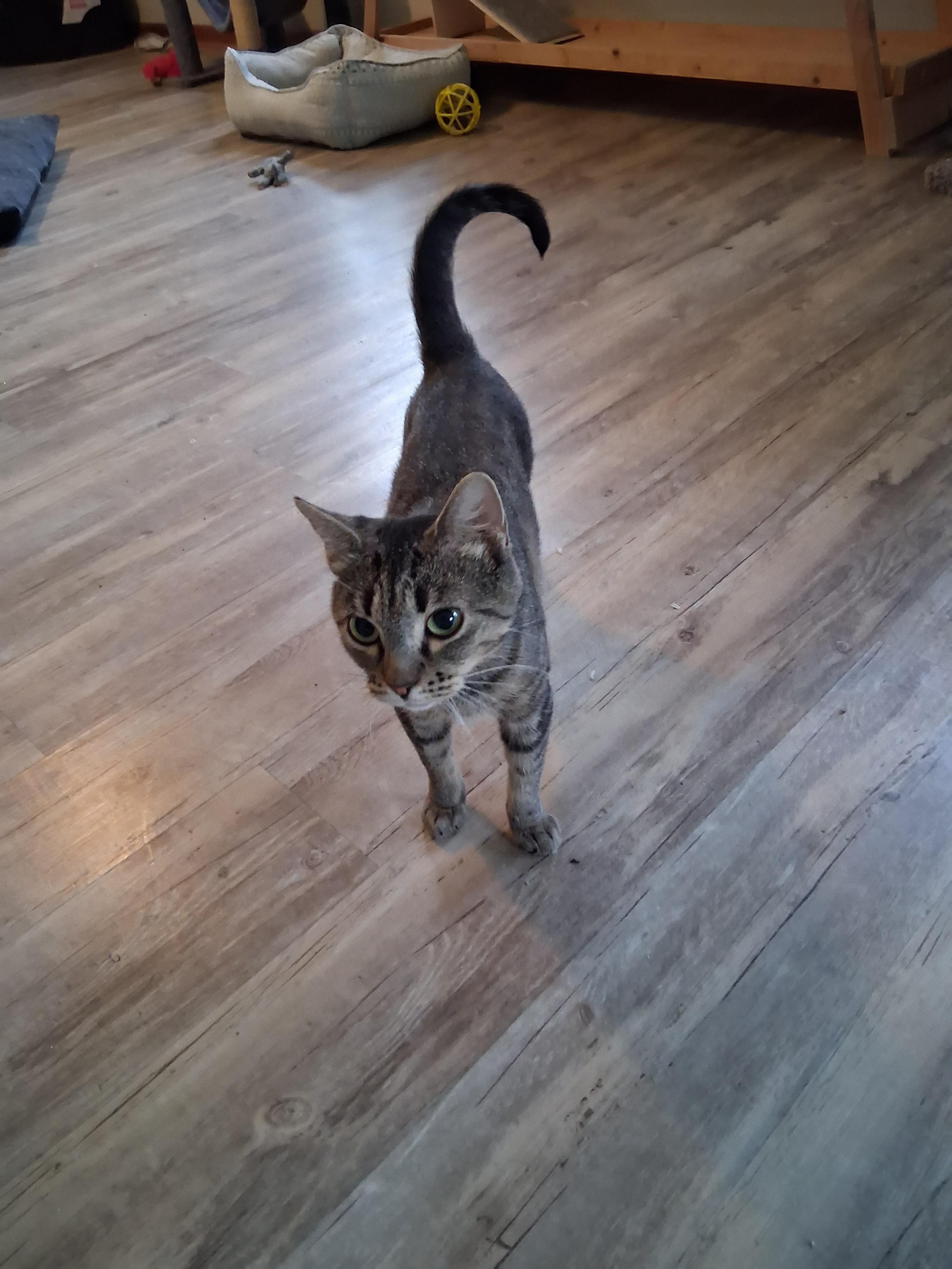 Arwen, a Adoptable mixed breed in Lynchburg, TN image 2/6