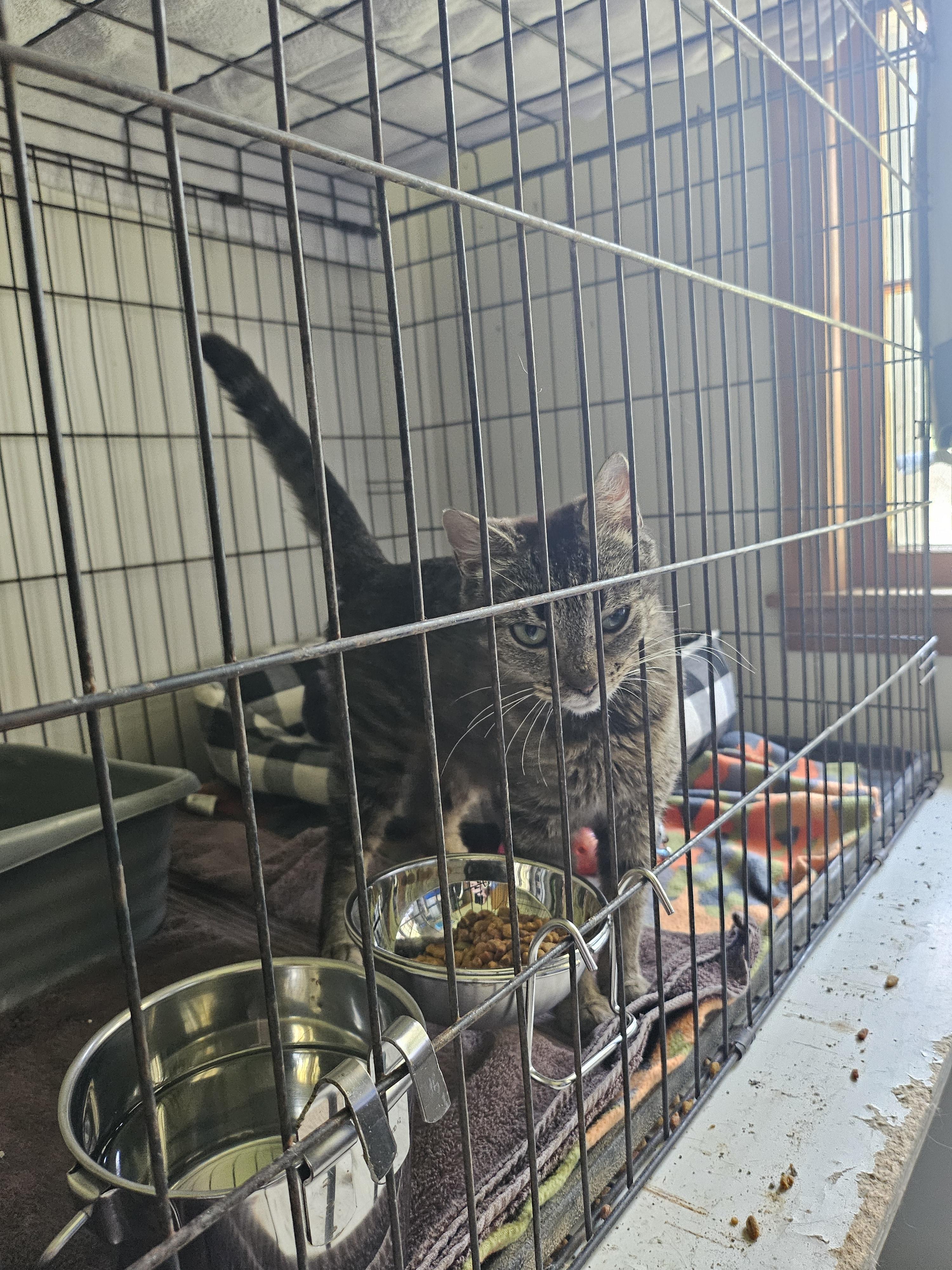 Arwen, a Adoptable mixed breed in Lynchburg, TN image 3/6