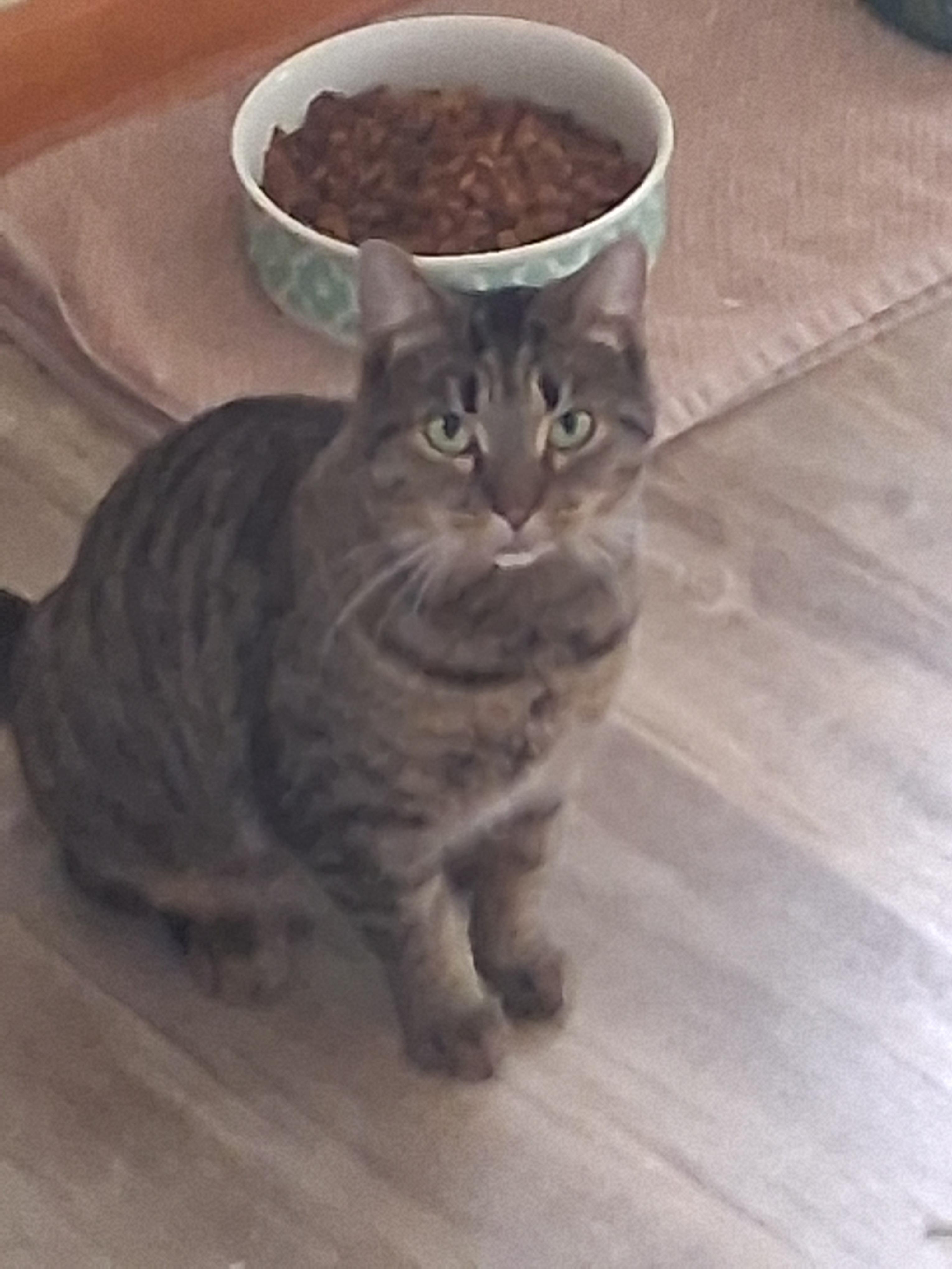 Arwen, a Adoptable mixed breed in Lynchburg, TN image 5/6