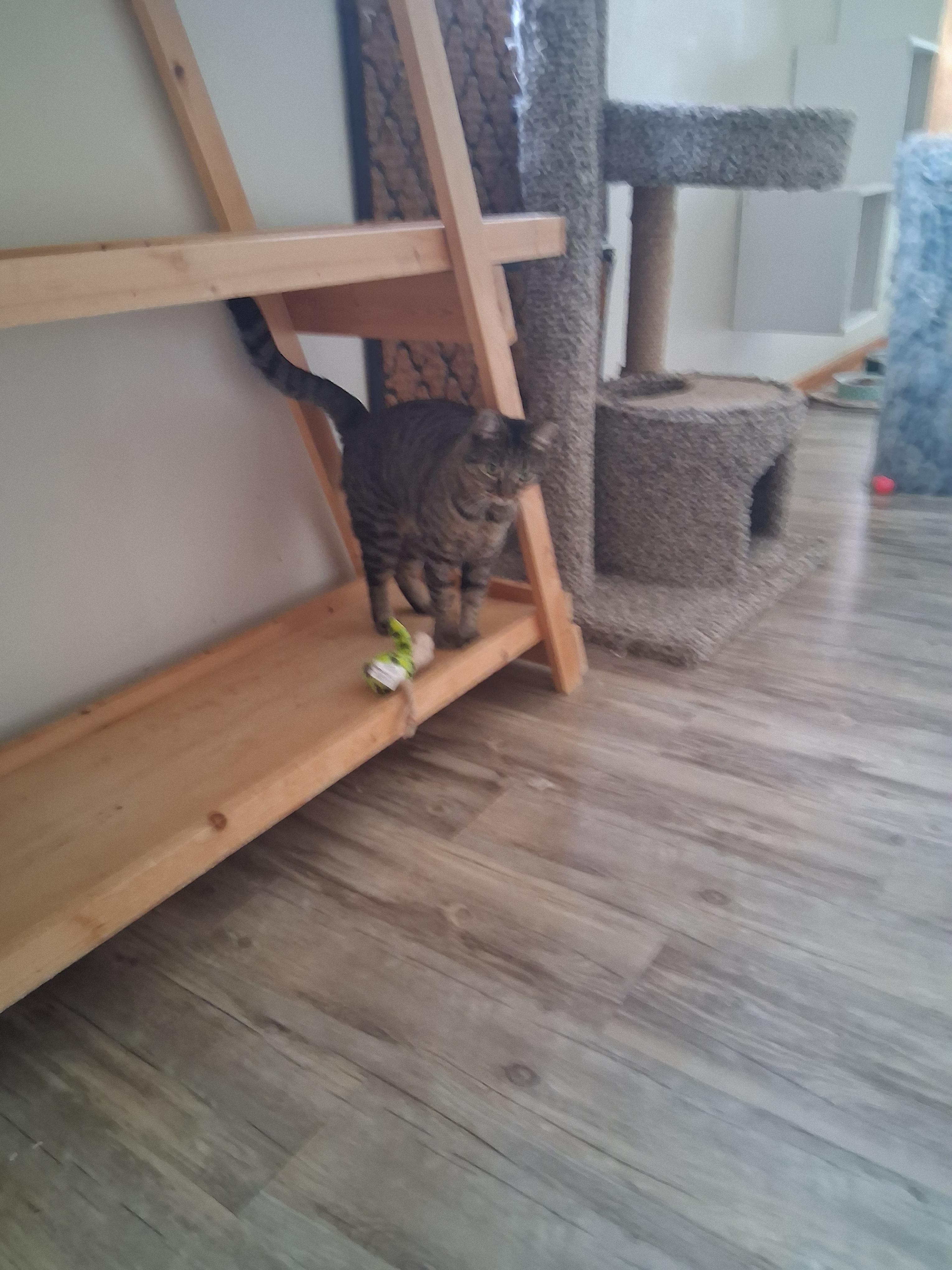 Arwen, a Adoptable mixed breed in Lynchburg, TN image 6/6