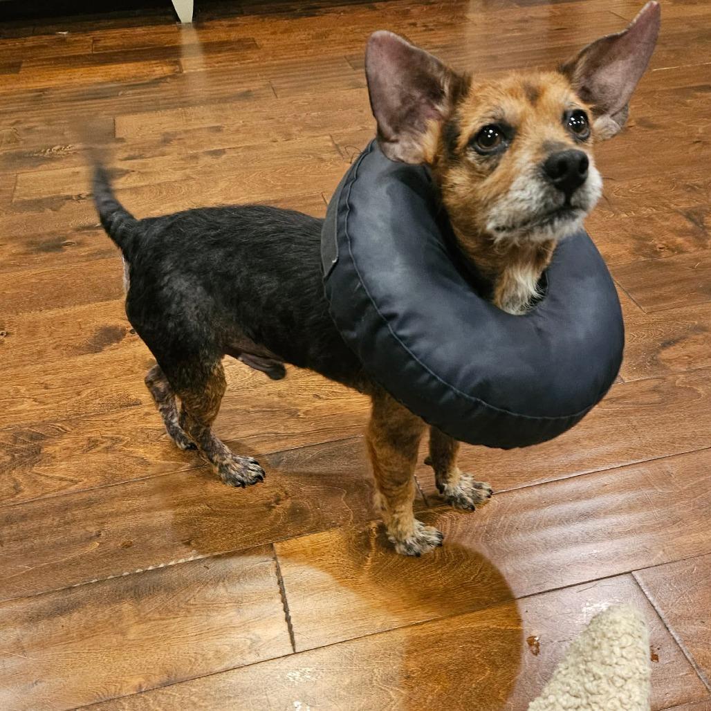 Enlarge Zippy, a Adoptable Mixed Breed in Jackson, MO image 1/2