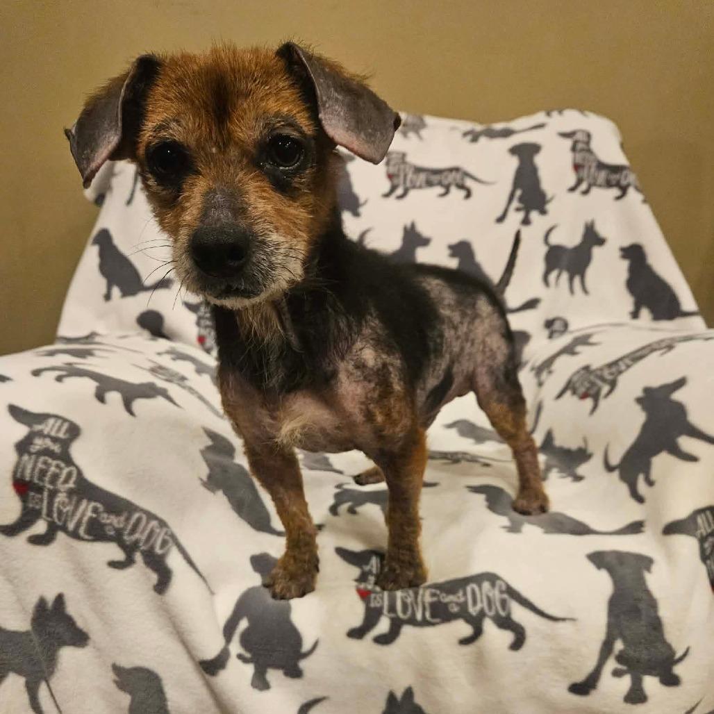 Enlarge Zippy, a Adoptable Mixed Breed in Jackson, MO image 2/2
